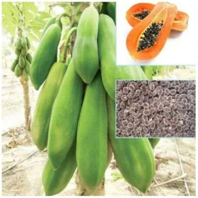 Lorvox Hybrid Taiwan Red Lady Papaya Seeds For Home Garden Seed(450 per packet)