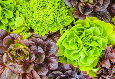 CYBEXIS Imported Lettuce 8 Varieties Seed(10 g)