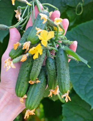 Qualtivate PUAS-4A Cucumber Envy of a Neighbor F1 Seed(300 per packet)