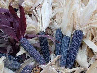 VibeX ® VXI-561 Popcorn Shades of (Blue) Seed(500 per packet)