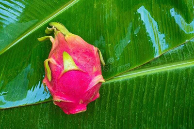 Oliver F1@quality dragon fruit seed Seed(110 per packet)
