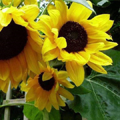 CYBEXIS Evening Sun400 Seeds Seed(400 per packet)