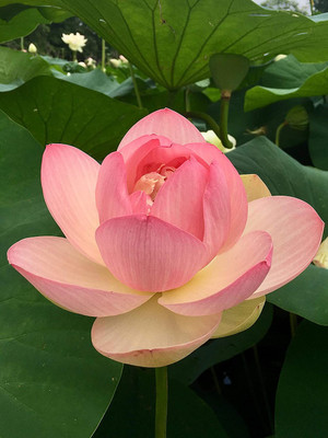 Hybrid Galaxy Lotus (Kamal gatta) Seed(10 per packet)