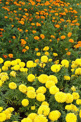 Nature Vit marigold/gende ka phool flower seeds Seed(50 per packet)