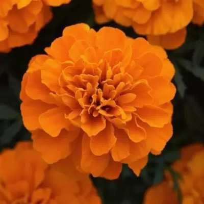 MAA French Marigold Seed(104 per packet)