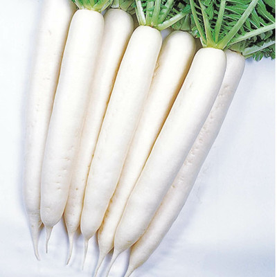 VINTI Radish Victora Seed(2500 per packet)