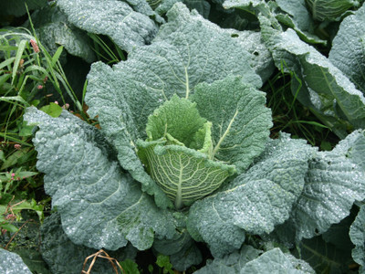 Pbevergreen VNR fresh cabbage vegetable hybrid Seed(2000 per packet)