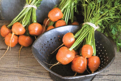 VibeX HUA-82 - Round Carrots for Small Spaces - (2250 Seeds) Seed(2250 per packet)