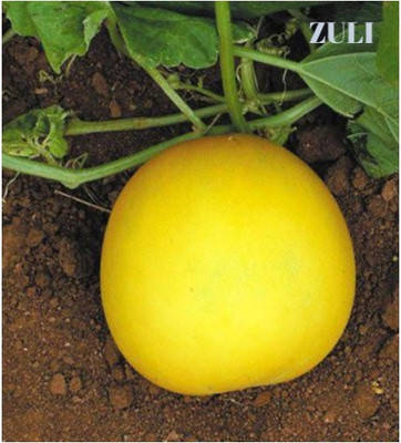 zuli Yellow round, Kakdi, Vegetable seeds Seed(100 per packet)