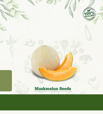 CYBEXIS XL-12 - Muskmelon for Planting - (150 Seeds) Seed(150 per packet)