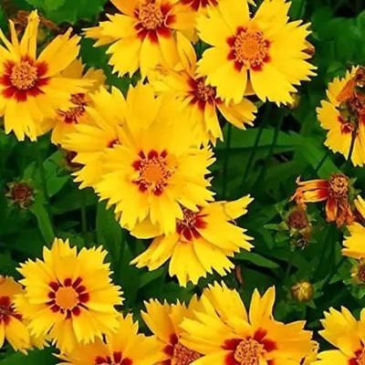 Aro Coreposis Seed(36 per packet)