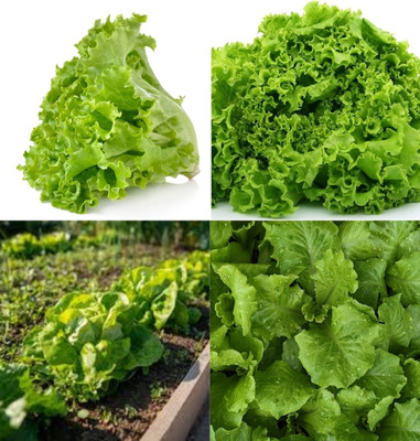 ibains Iceberg lettuce seeds mixed beej 10 Seed(10 per packet)