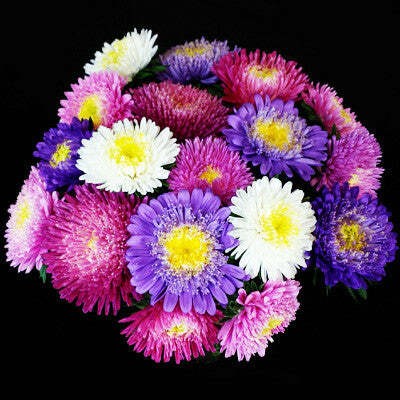 XOLDA Exotic aster Seed(37 per packet)