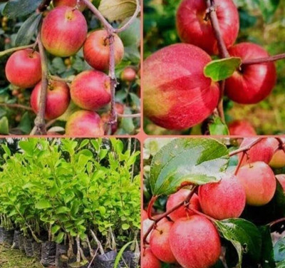 SHYAM Grafted Kashmiri RED Apple Ber Plant Seed(1 per packet)