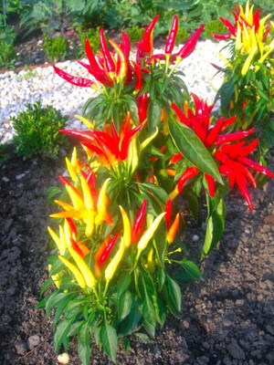 Biosnyg Easy to Grow Cayenne Red Chilli Seeds For Planting-(400 Seeds) Seed(400 per packet)