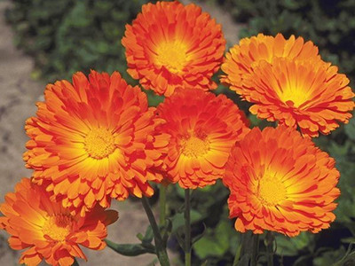 Platis BALL'S IMPROVED ORANGE CALENDULA Seed(80 per packet)