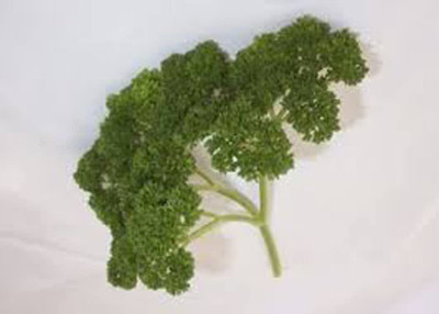 CYBEXIS PAU-11 - Curly Leaf Parsley - (2250 Seeds) Seed(2250 per packet)