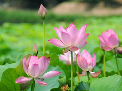 VibeX Lotus Seed(30 per packet)