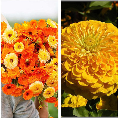 Aywal Calendula Mix & Zinnia Flower Seed(40 per packet)