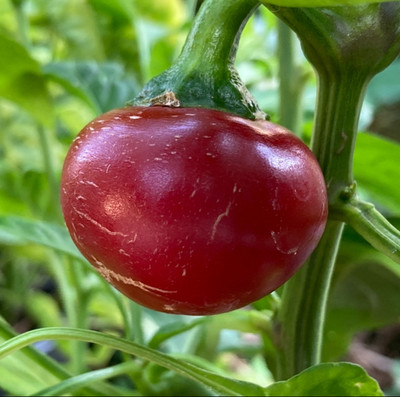 KNESSiN High Germination Sweet Cherry Pepper Seeds For Planting-(2400 Seeds) Seed(2400 per packet)