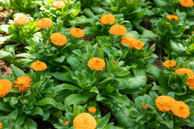 Mewar Impex marigold,gende ka phool seeds Seed(22 per packet)