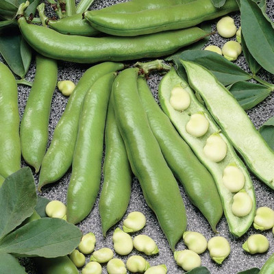 Quentova Jumbo Fava Bean/Bakla-PUAS-4D Seed(50 per packet)