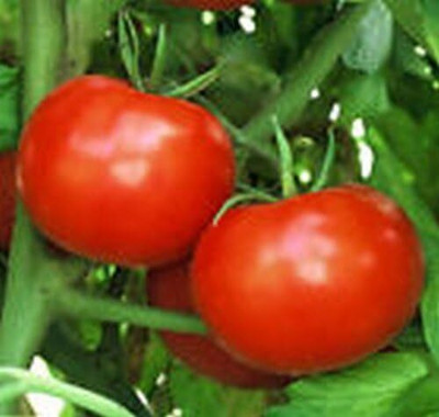 Qualtivate GBPT-8A Tomato-Rutgers Seed(300 per packet)