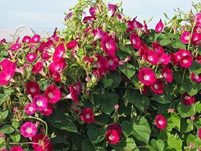 ACCELCROP Morning Glory Tall Mix Flower - Ipomoea Seed(50 per packet)