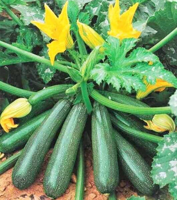 CRGO ZUCCHINI Seed(20 per packet)