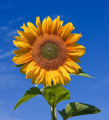 CYBEXIS NBIR-76 - Jumbo Sun Flower - (1350 Seeds) Seed(1350 per packet)