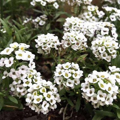 ACCELCROP Alyssum Red Flower Seed(36 per packet)