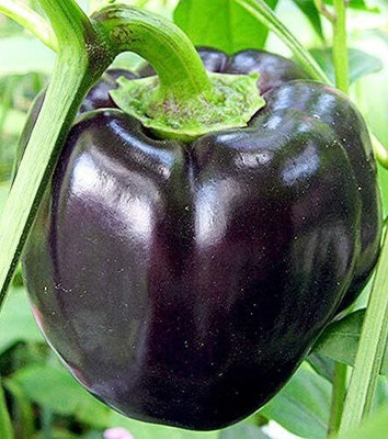 Qualtivate HYB-3A IMPORTED CAPSICUM Black Seed(100 per packet)