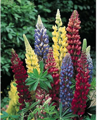 AMAJIT Lupin Mix Colors Flower Seed(37 per packet)
