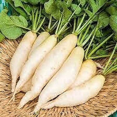 Aywal Raddish / Muli / Mooli32 Seed(160 per packet)