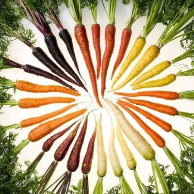 CYBEXIS XL-80 - Rainbow Carrot for Planting - (2250 Seeds) Seed(2250 per packet)