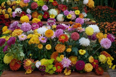 N.G.M. AGROCARE Zinnia Dahlia Double Mixed Seed(100 per packet)