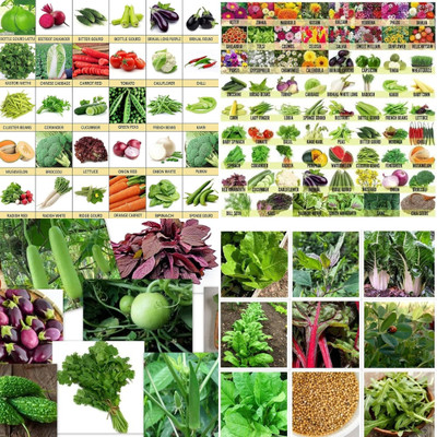 ibains Vegetable seeds for summer biij 213 Seed(213 per packet)