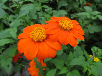 madrid Tithonia rotundifolia 'Torch' Seed(100 per packet)