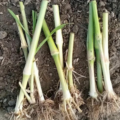 PLANTORISH Super Napier Live Multicut High Germination Grass Stick Seed(20 per packet)