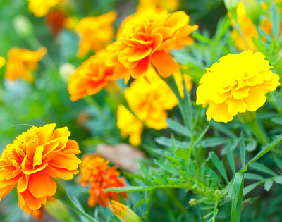 VibeX LX-13 - Marigold Mixed Color - (2250 Seeds) Seed(2250 per packet)