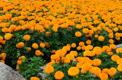 HOIVA marigold/gende ka phool flower seeds Seed(50 per packet)
