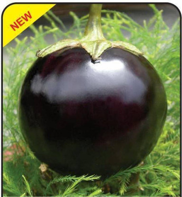 the green dotcom BRINJAL Seed(105 per packet)