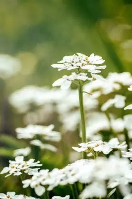 MAA Candytuft Seed(122 per packet)