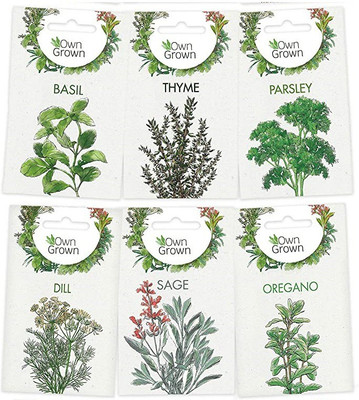 CYBEXIS 6 - Varities Seeds Combo-Dill,Sage,Oregano,Basil,Thyme,Parsley Seed(10 g)