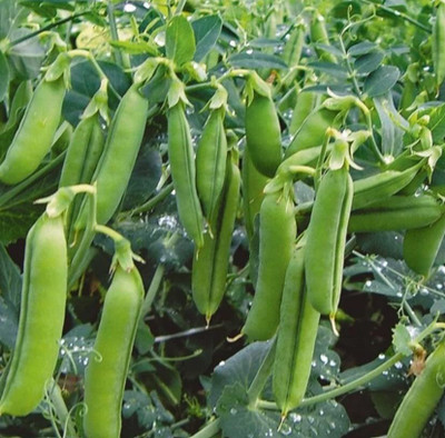 Aywal SUGAR BON SNAP PEA Seed(700 per packet)