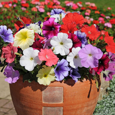 DEYS AGRO ™ pituniya|petunia multiple color hybrid mix Seed(103 per packet)