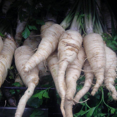 VibeX ® VXI-232 Gros Hatif Parsley Seeds Seed(500 per packet)