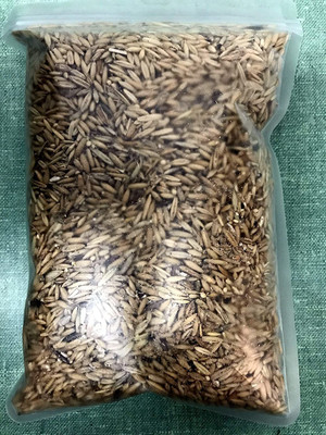 VibeX HUA-48 - Pet/Cat Grass - (4500 Seeds) Seed(4500 per packet)