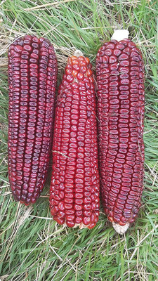 VibeX ® RXI-699 Heirloom Red Dent Corn Seed(500 per packet)