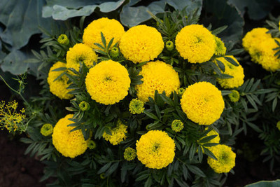 Greenlive traders marigold/gende ka phool flower seeds Seed(75 per packet)